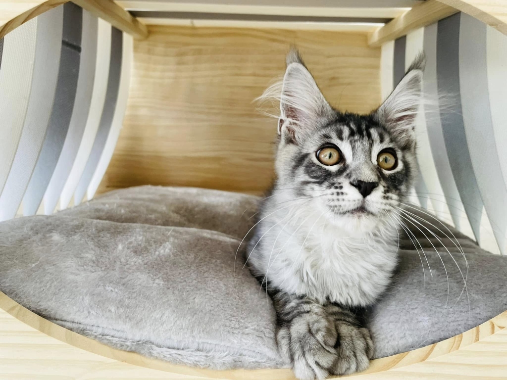 Culcuș confortabil din lemn la Cat Hotel