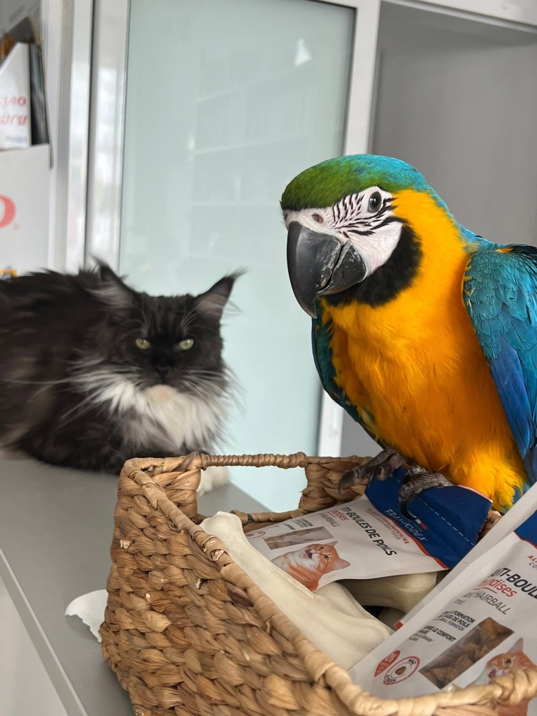 Papagal Macaw și pisică Maine Coon la recepție